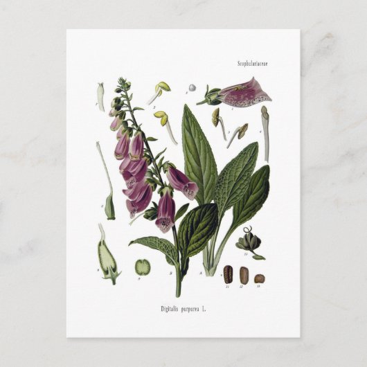 Foxglove Briefkaart (Voorkant)