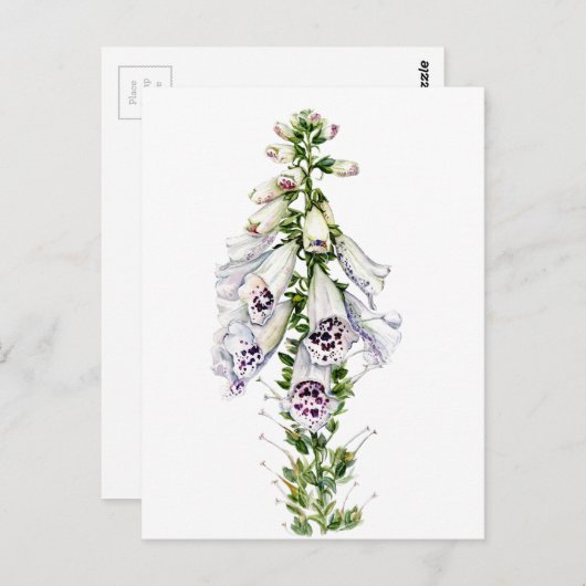 Foxglove Briefkaart (Voorkant / Achterkant)