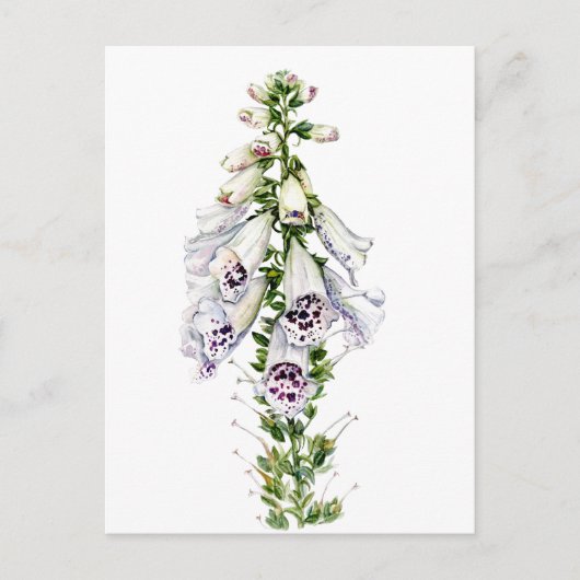 Foxglove Briefkaart (Voorkant)