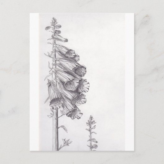 Foxglove Briefkaart (Voorkant)