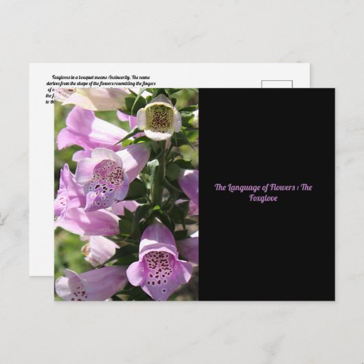 Foxglove Briefkaart (Voorkant / Achterkant)
