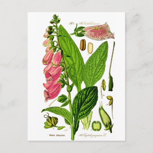 Foxglove (Digitalis purpurea) Illustratie van bott Briefkaart (Voorkant)