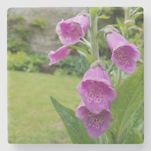 Foxglove Flower Onderzetters (Voorkant)