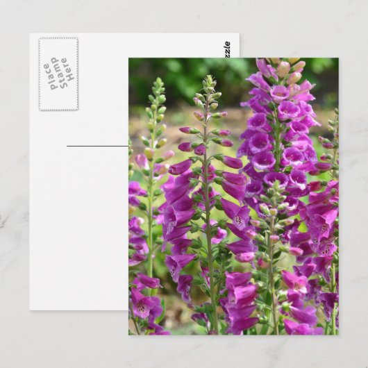 Foxglove Flowers Briefkaart (Voorkant / Achterkant)
