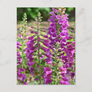 Foxglove Flowers Briefkaart