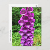 Foxglove Flowers, Oregon Briefkaart (Voorkant / Achterkant)