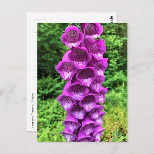 Foxglove Flowers, Oregon Briefkaart (Voorkant / Achterkant)