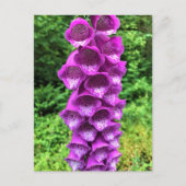 Foxglove Flowers, Oregon Briefkaart (Voorkant)