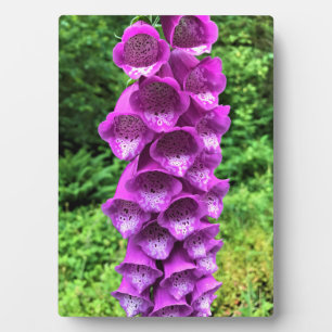 Foxglove Flowers, Oregon Fotoplaat