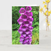 Foxglove Flowers, Oregon Kaart (Gele Bloem)