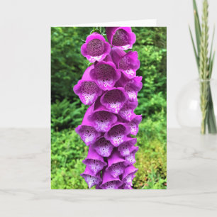 Foxglove Flowers, Oregon Kaart
