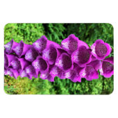 Foxglove Flowers, Oregon Magneet (Horizontaal)
