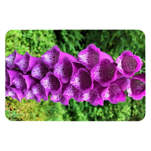 Foxglove Flowers, Oregon Magneet (Horizontaal)
