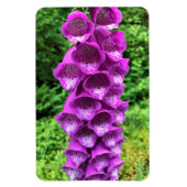Foxglove Flowers, Oregon Magneet (Verticaal)