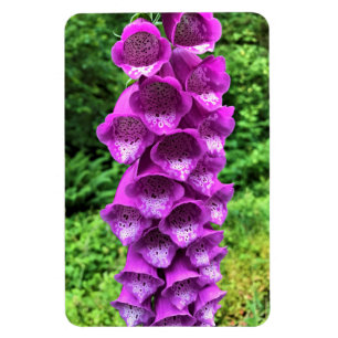 Foxglove Flowers, Oregon Magneet