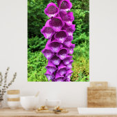 Foxglove Flowers, Oregon Poster (Keuken)