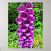 Foxglove Flowers, Oregon Poster (Voorkant)