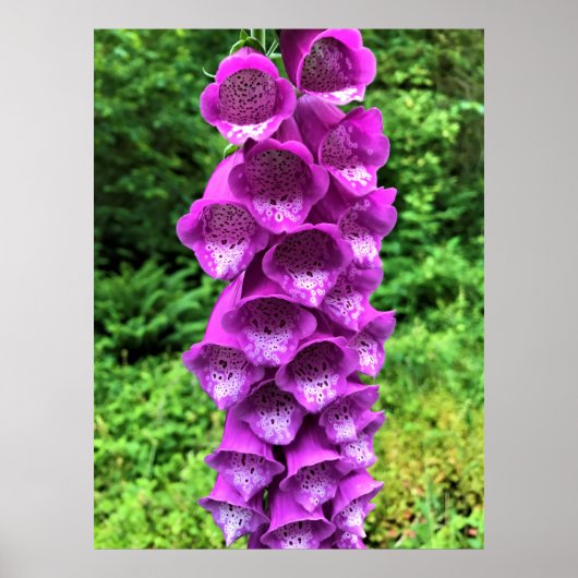 Foxglove Flowers, Oregon Poster (Voorkant)