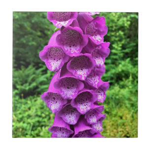 Foxglove Flowers, Oregon Tegeltje