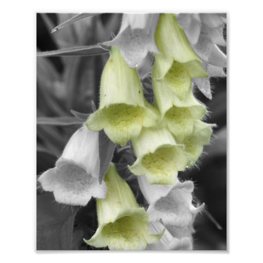 Foxglove Flowers Partiële Kleur 8x10 Foto Afdruk (Voorkant)