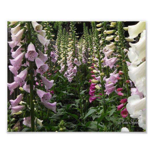 Foxglove Garden Foto Afdruk (Voorkant)