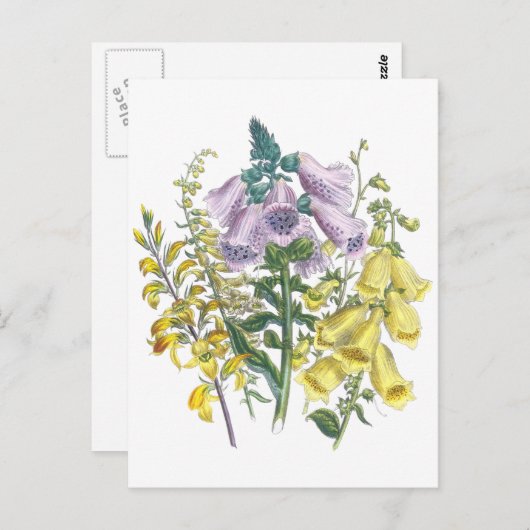  Foxglove-illustratie Briefkaart (Voorkant / Achterkant)