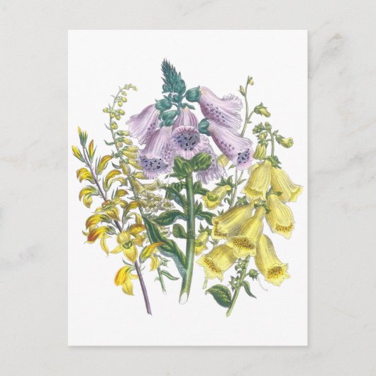  Foxglove-illustratie Briefkaart (Voorkant)