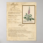 FOXGLOVE MAGICK HERB POSTER (Voorkant)