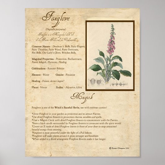FOXGLOVE MAGICK HERB POSTER (Voorkant)