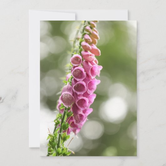Foxglove Natuur Foto Kaart (Voorkant)