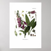 Foxglove Poster (Voorkant)