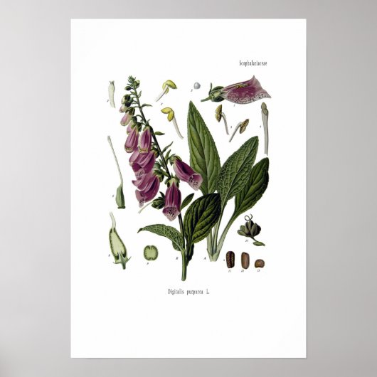 Foxglove Poster (Voorkant)