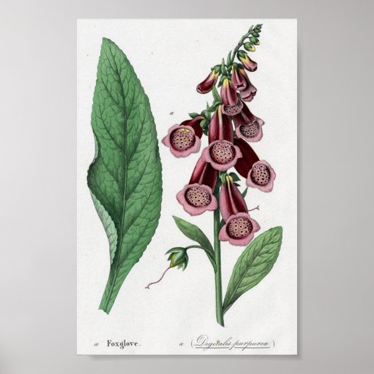Foxglove Poster (Voorkant)