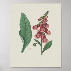 Foxglove Wildflower Botanische bloem Poster