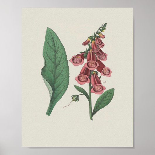 Foxglove Wildflower Botanische bloem Poster (Voorkant)