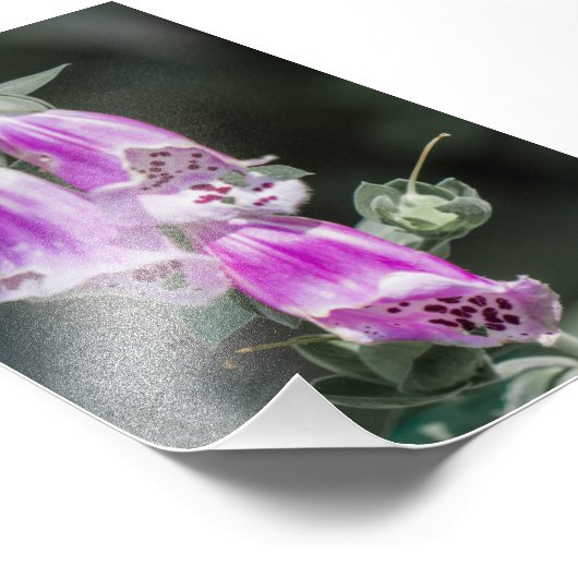 Foxglove's bloemen foto afdruk (Hoek)