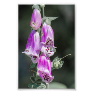 Foxglove's bloemen foto afdruk