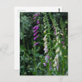 Foxhandschoenen Briefkaart (Voorkant / Achterkant)