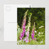 Foxhandschoenen Briefkaart (Voorkant / Achterkant)