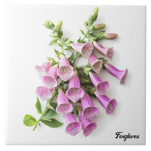 Foxhandschoenen Tegeltje (Voorkant)