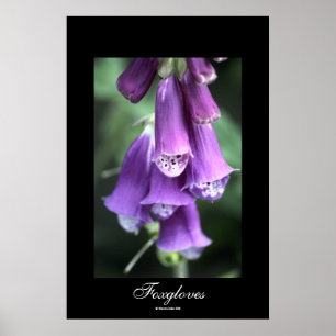 Foxhandschoenen van Steven Dale Poster