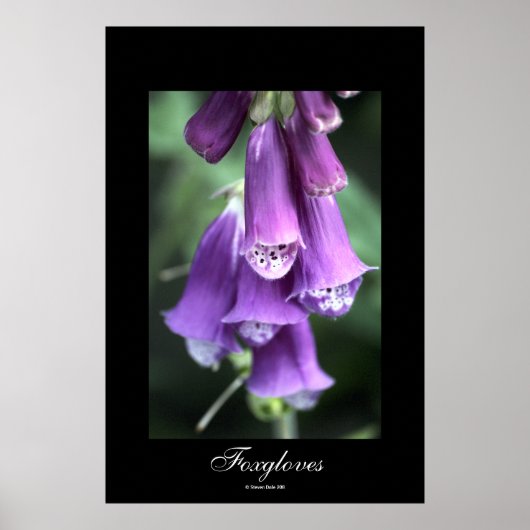 Foxhandschoenen van Steven Dale Poster (Voorkant)