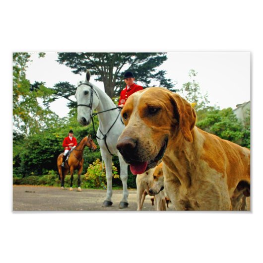 Foxhound Dogs Horses West Berkshire Hunt England Foto Afdruk (Voorkant)