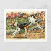 Foxhound Dogs Postcard Briefkaart (Voorkant)
