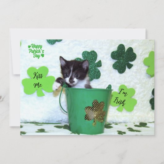 Foxi Moxi's Cat / Kitten St. Patrick's Day (Voorkant)