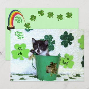 Foxi Moxi's Cat / Kitten St. Patrick's Day