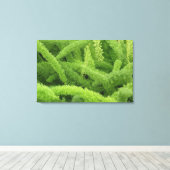 Foxtail Fern, Asparagus densiflorus myers Canvas Afdruk (Insitu (Houten vloer))