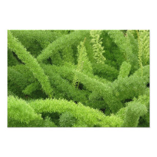 Foxtail Fern, Asparagus densiflorus myers Foto Afdruk