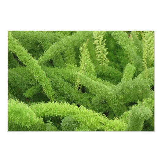 Foxtail Fern, Asparagus densiflorus myers Foto Afdruk (Voorkant)