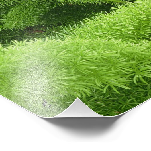 Foxtail Fern, Asparagus densiflorus myers Foto Afdruk (Hoek)